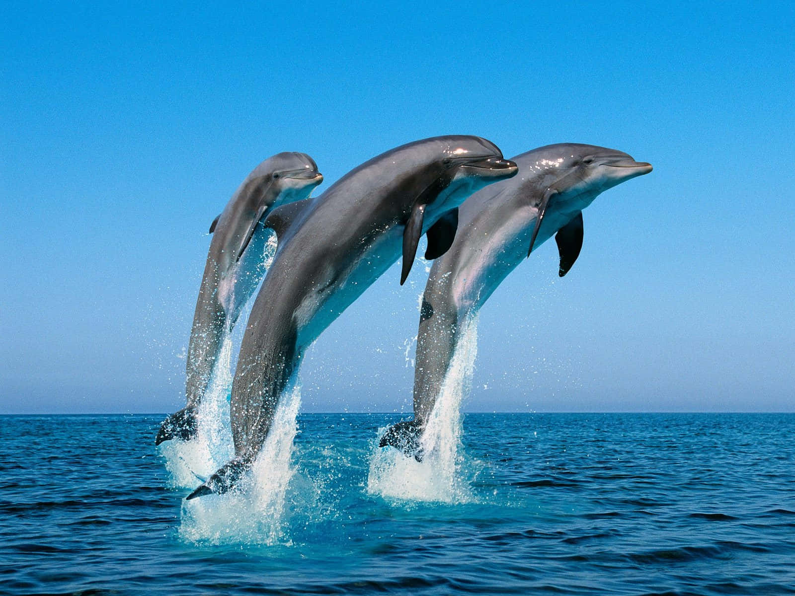 Ungruppo Di Giocosi Delfini Che Saltano Alto Nelle Acque Azzurre Dell'oceano.