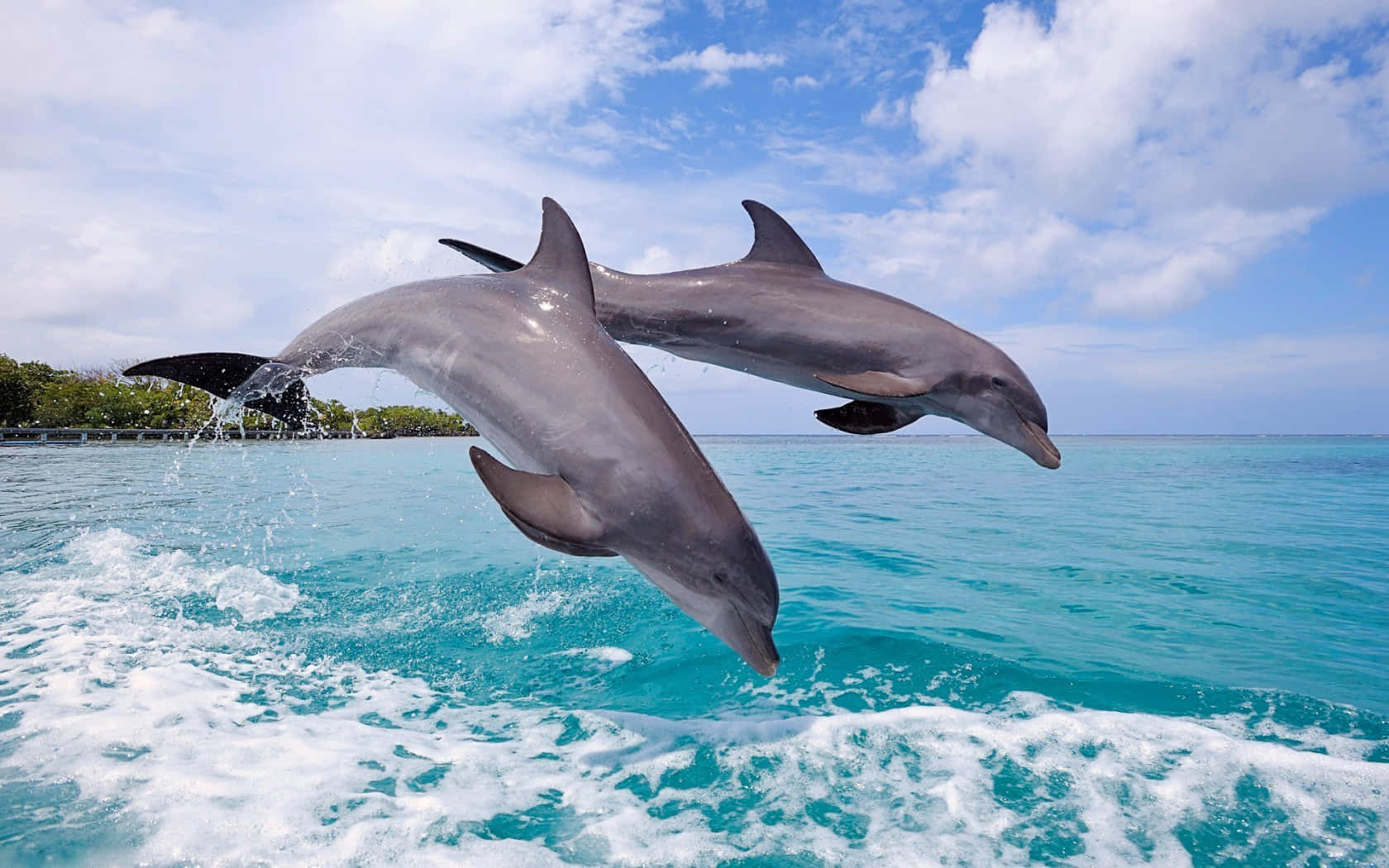 Discover the beauty of nature while swimming with dolphins.
