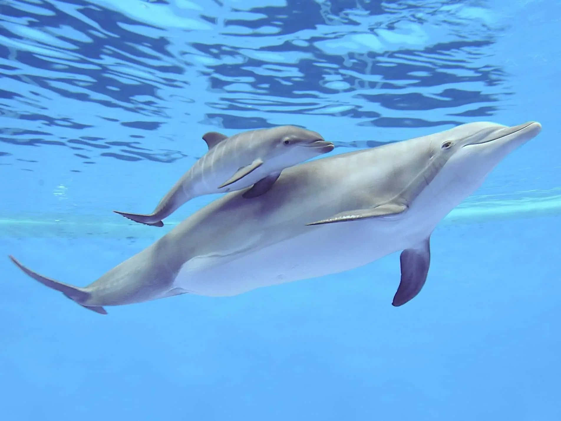 Delfiniche Nuotano In Un Calmo Oceano Turchese.