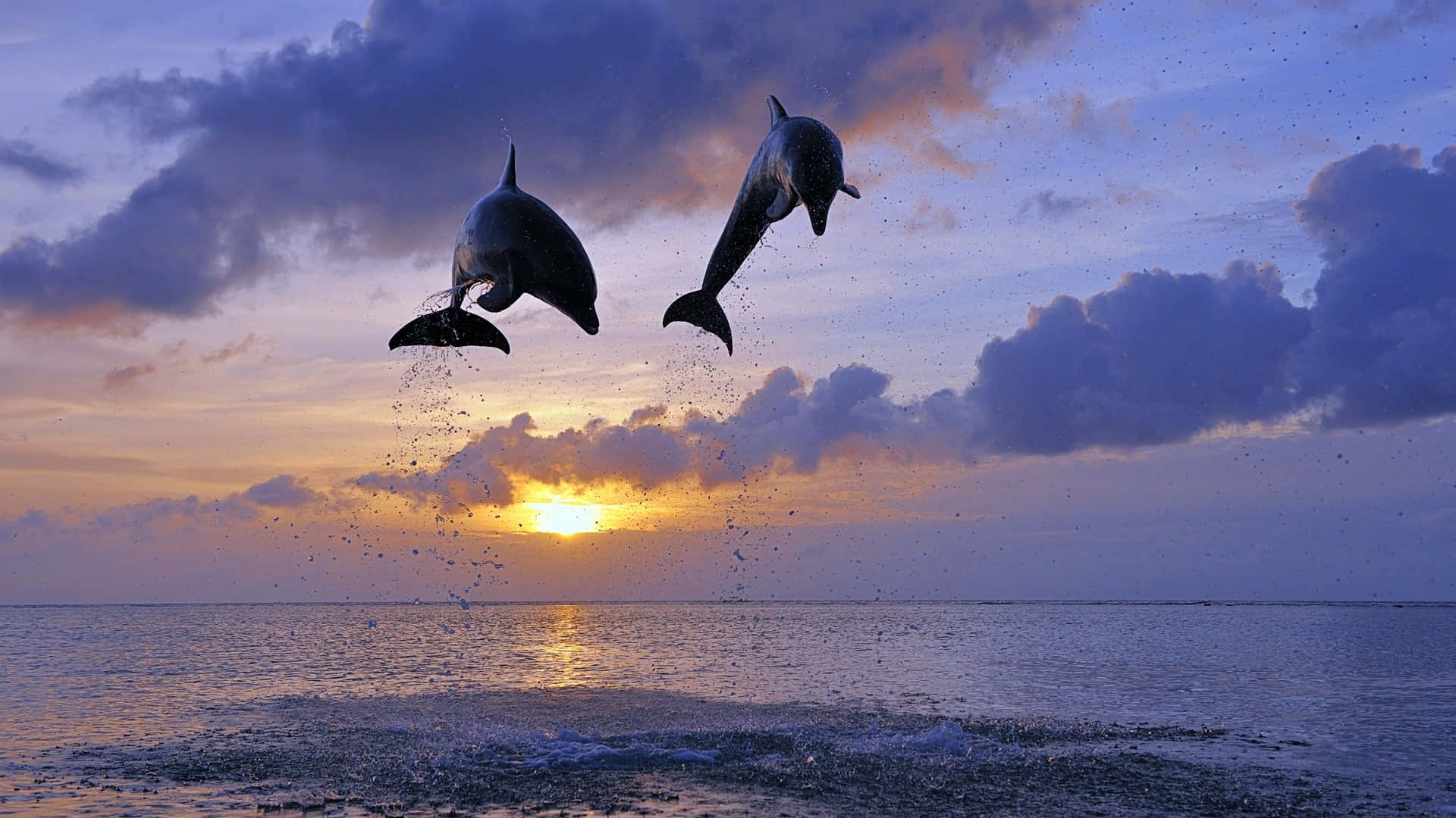 Seglarbredvid Vackra Delfiner