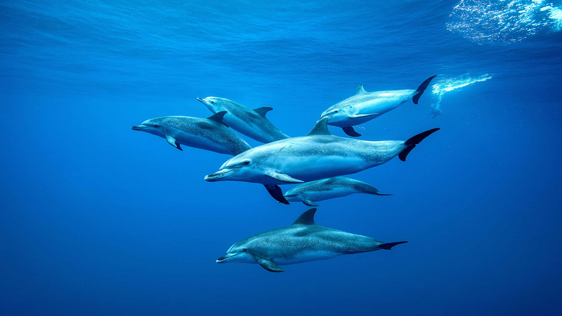 Dosdelfines Nadando Juntos En Aguas Abiertas.