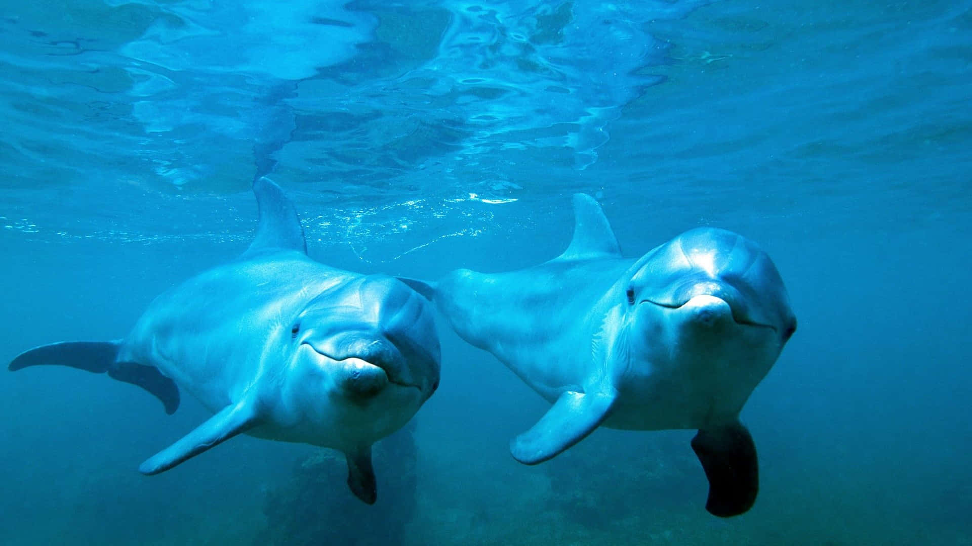 Two dolphins jump in perfect synchrony above the surface of the ocean.