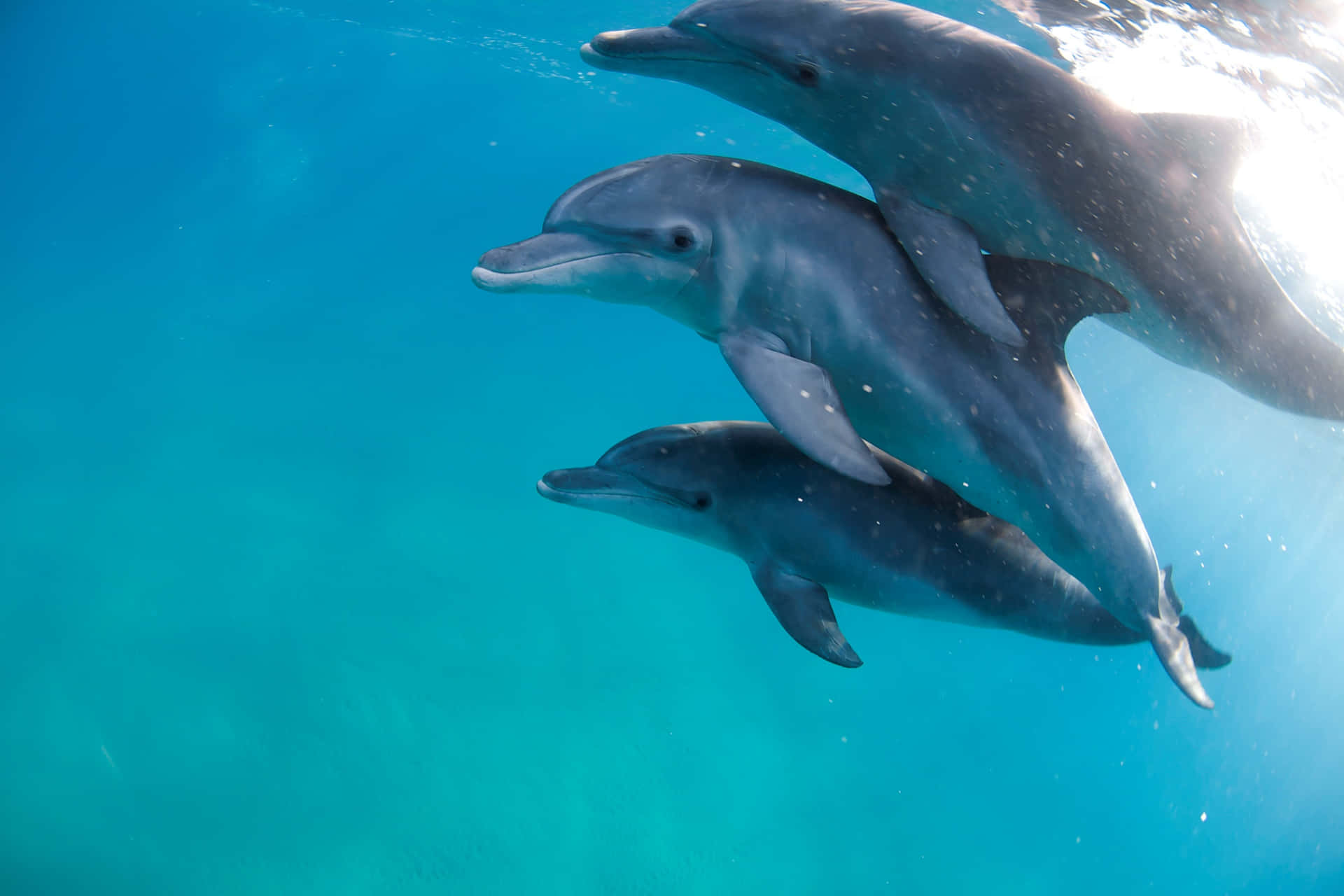 Einenschönen Tag Unter Den Delfinen Genießen.