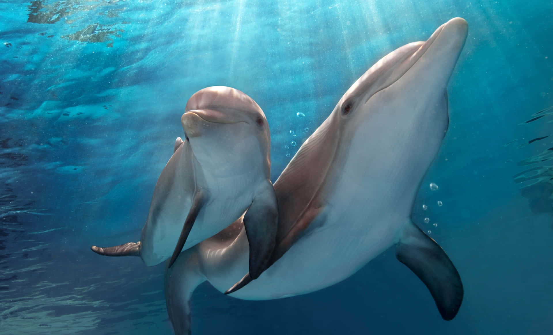 Ungrupo De Delfines Jugando En El Océano Abierto.