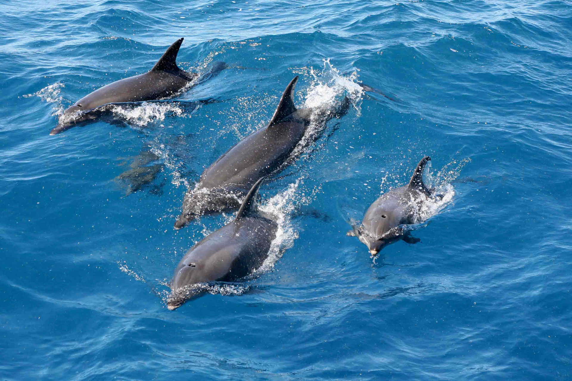 A family of dolphins playing in the water