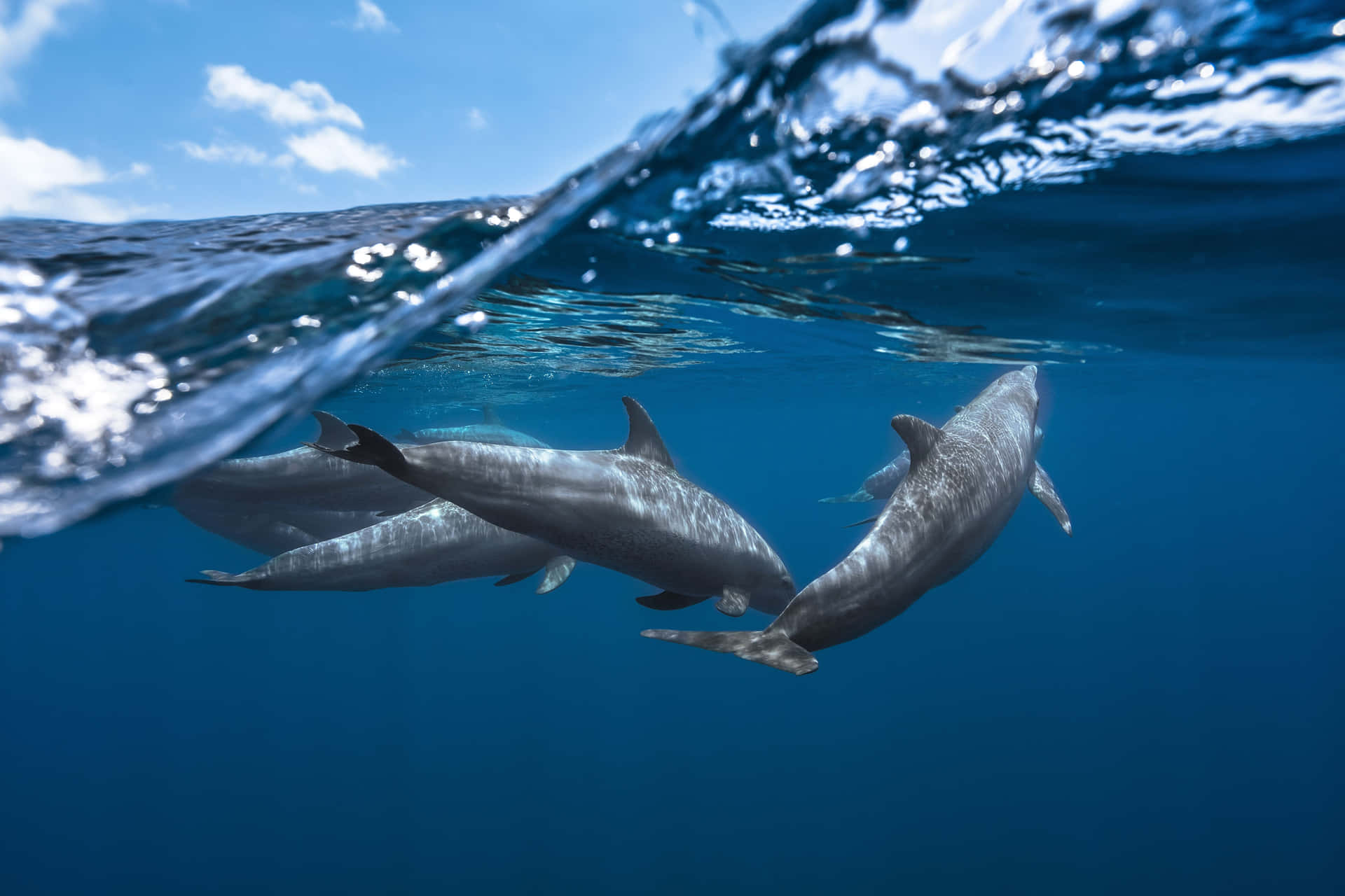 Two dolphins swimming together in the ocean