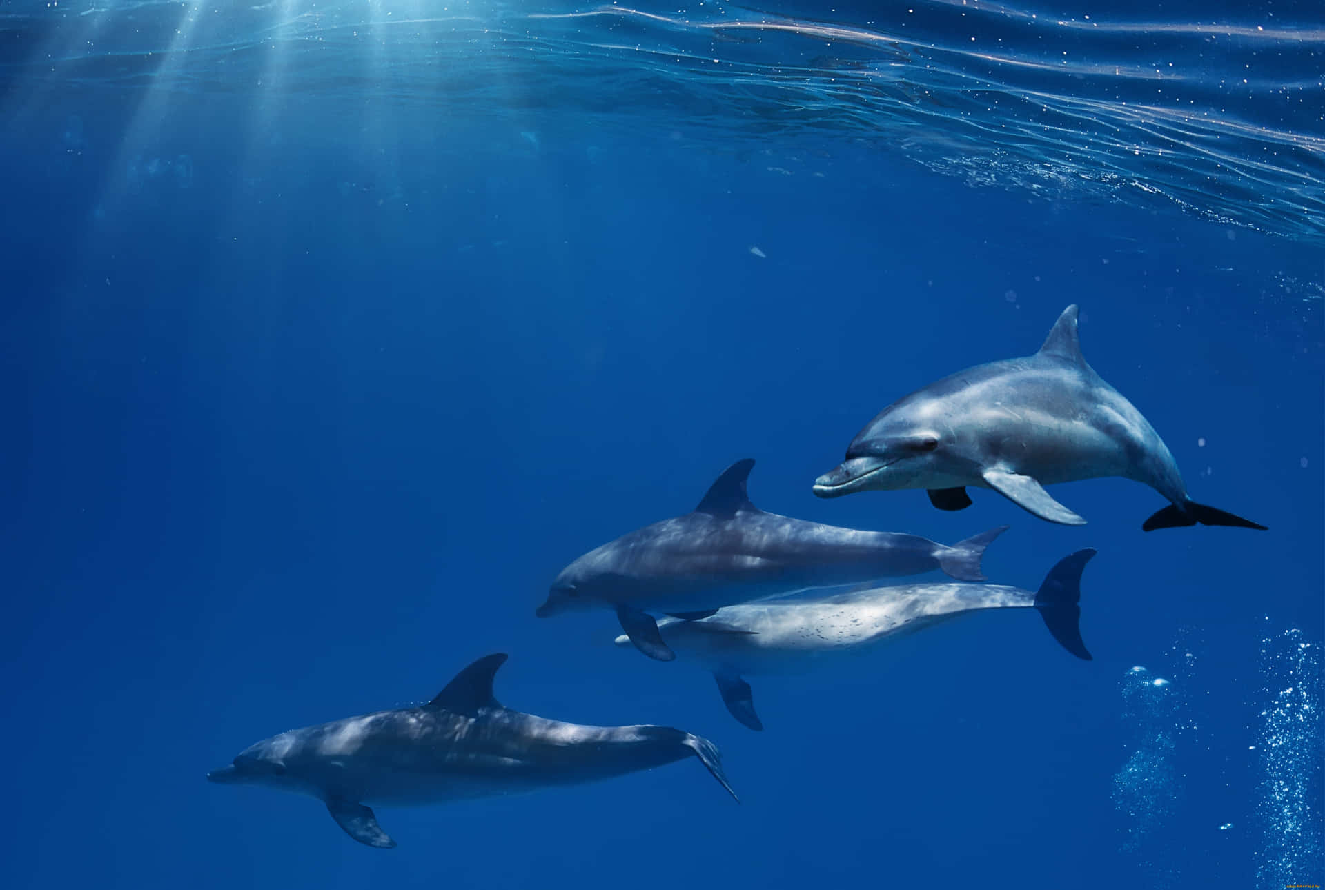 Two dolphins swimming gracefully in the ocean