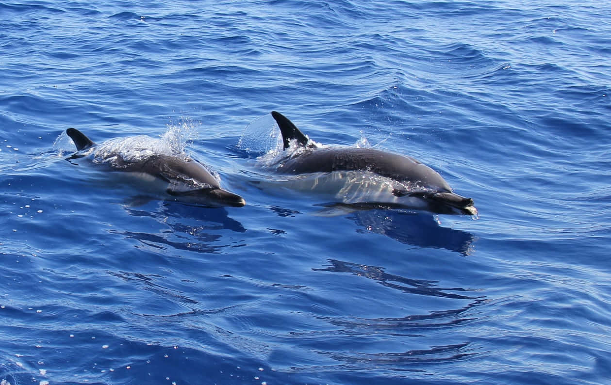 Dolphins Gliding Through Blue Ocean Wallpaper