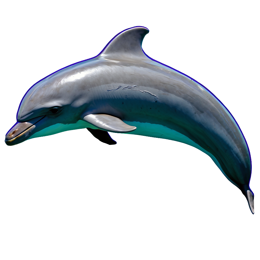 Dolphins In The Wild Png 06112024 PNG