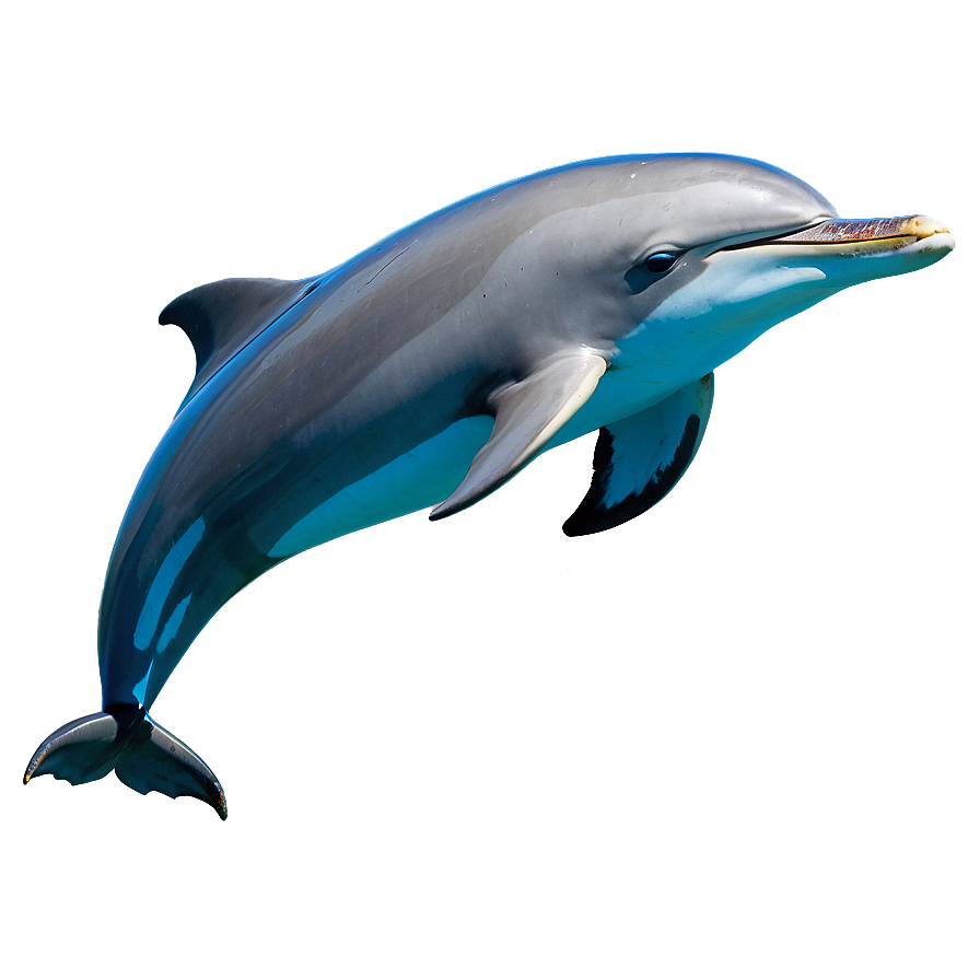 Dolphins In The Wild Png 06112024 PNG