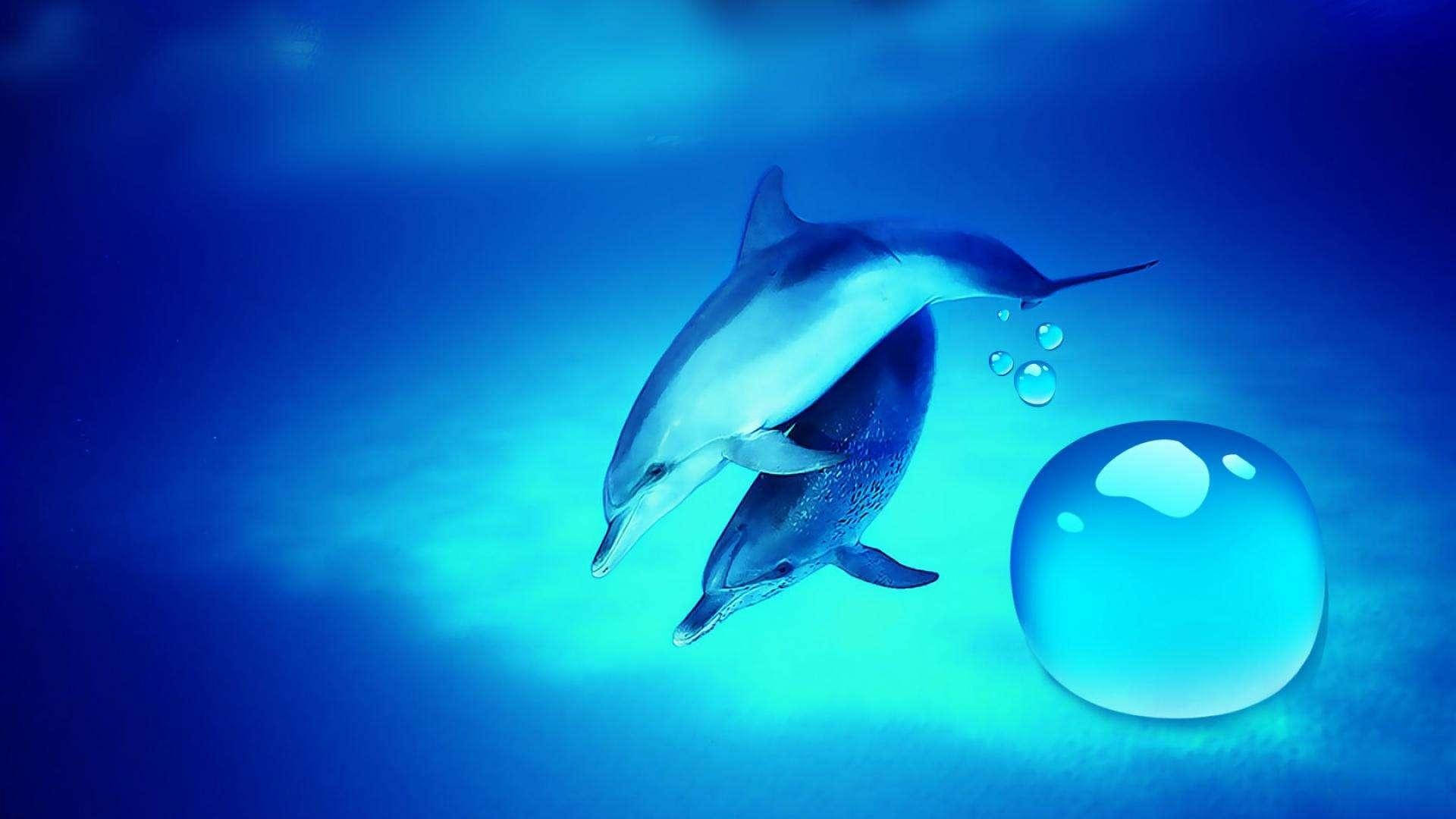 Delfiner Undervands Live Skrivebords Tapet Wallpaper