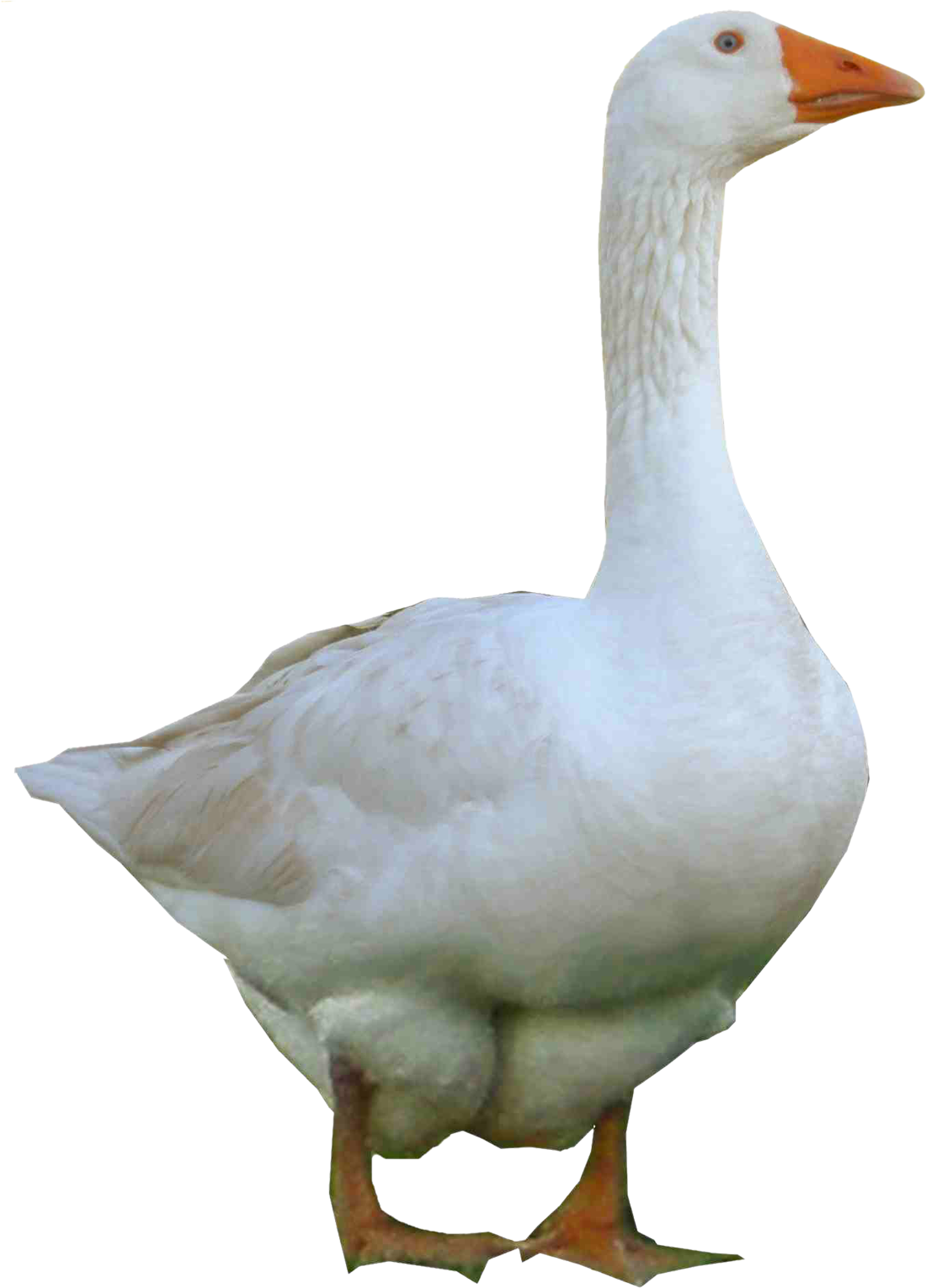 Domestic Goose Standing Transparent Background.png PNG