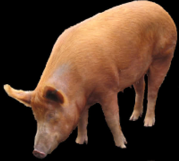 Domestic Pig Standing Black Background PNG