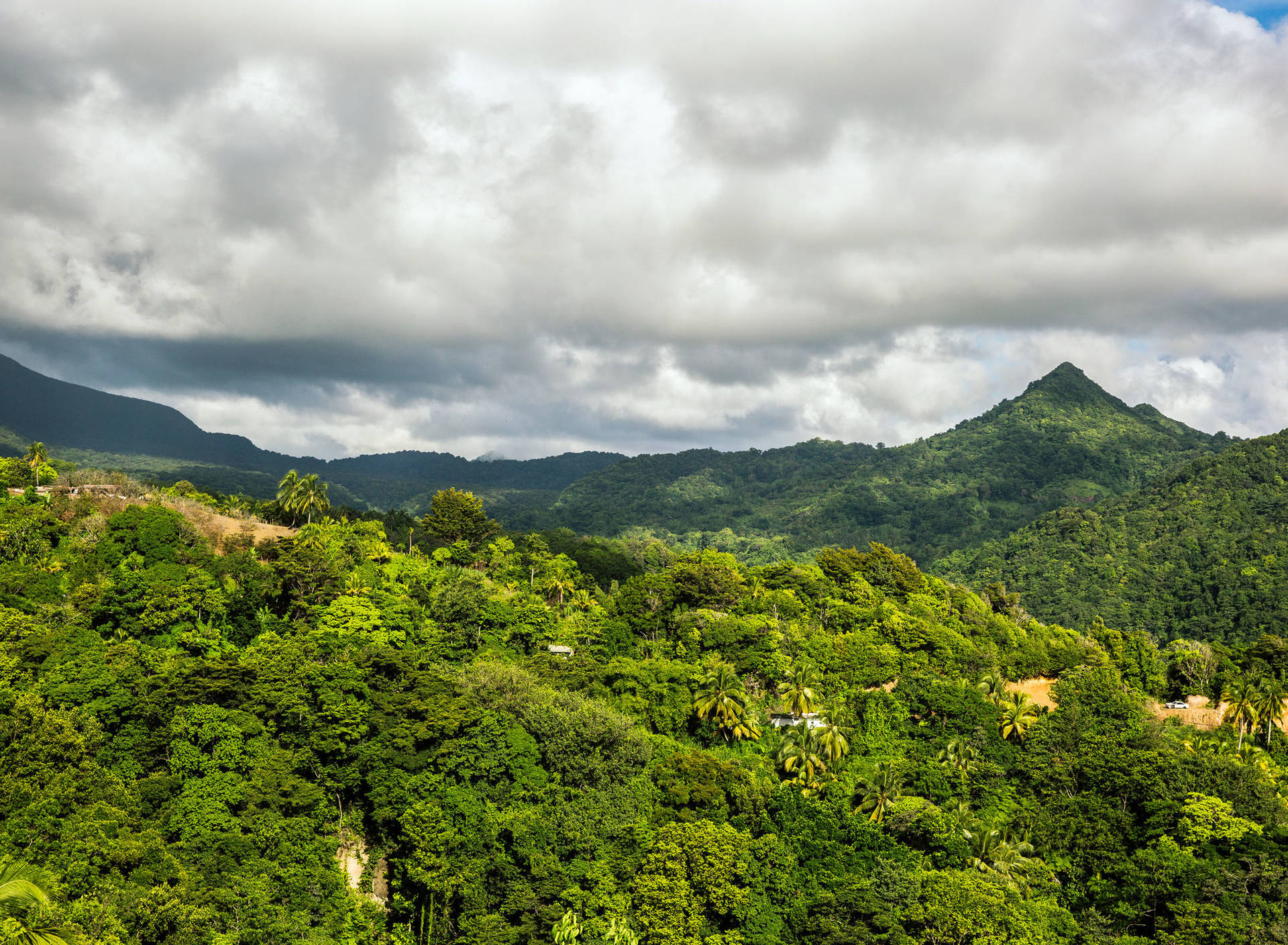 Floresta Tropical Da Dominica Papel de Parede