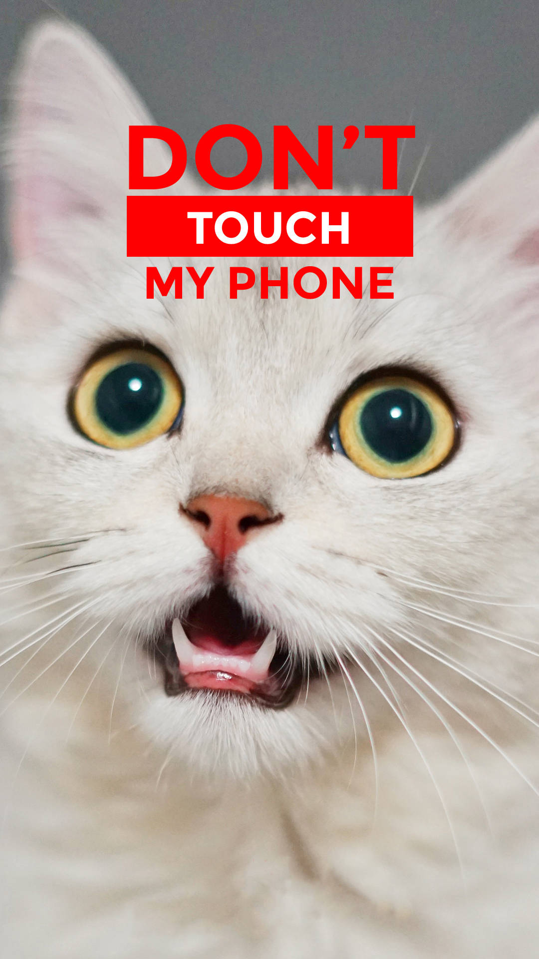 Don't Touch My Phone White Cat
