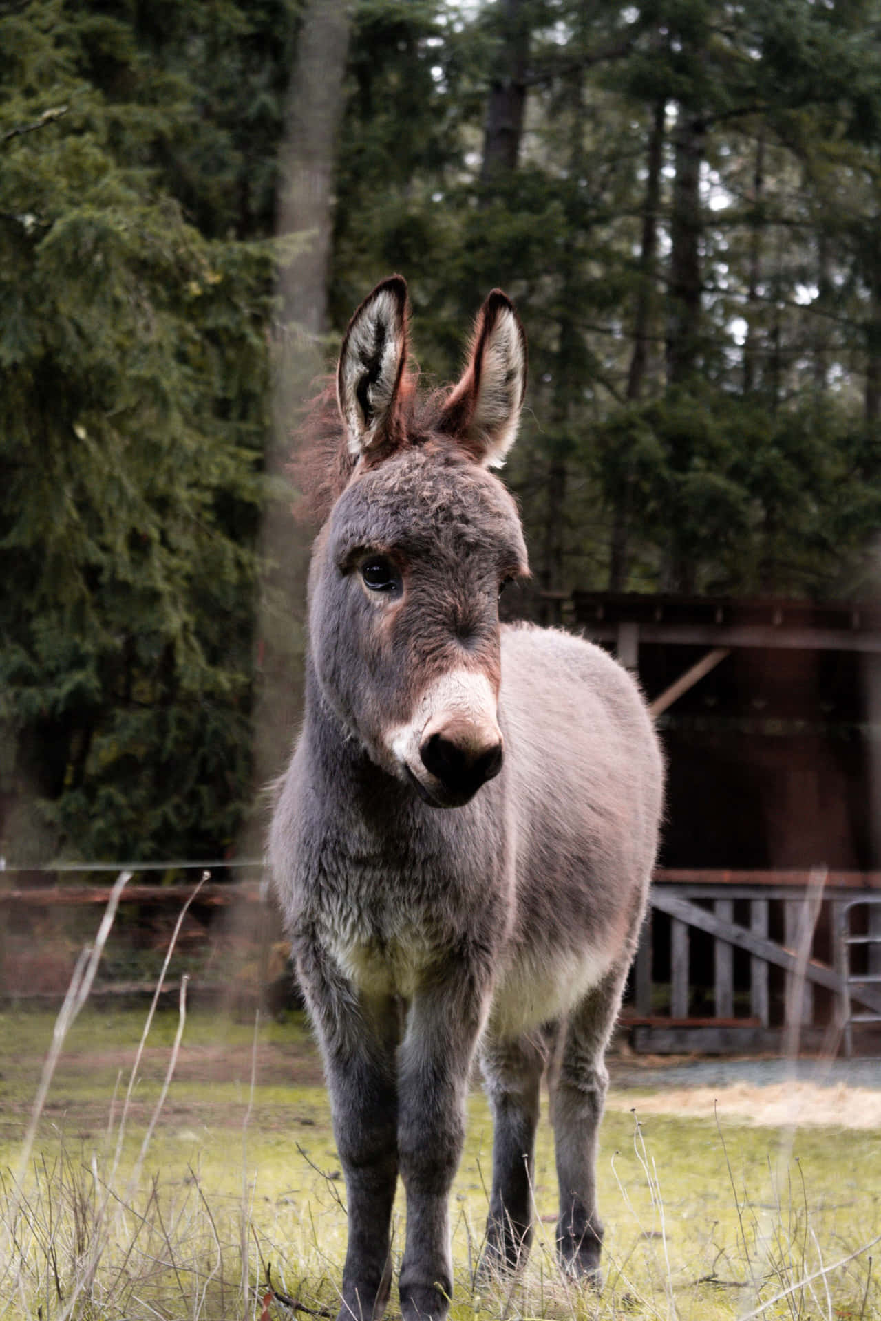 Get In The Groove with this Music-loving Donkey