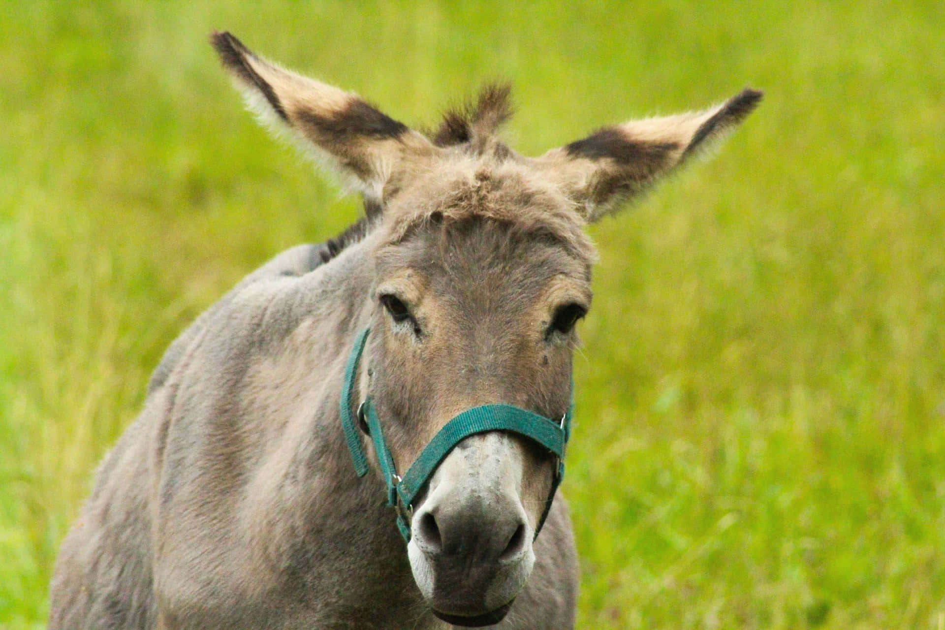 A content donkey enjoying the great outdoors