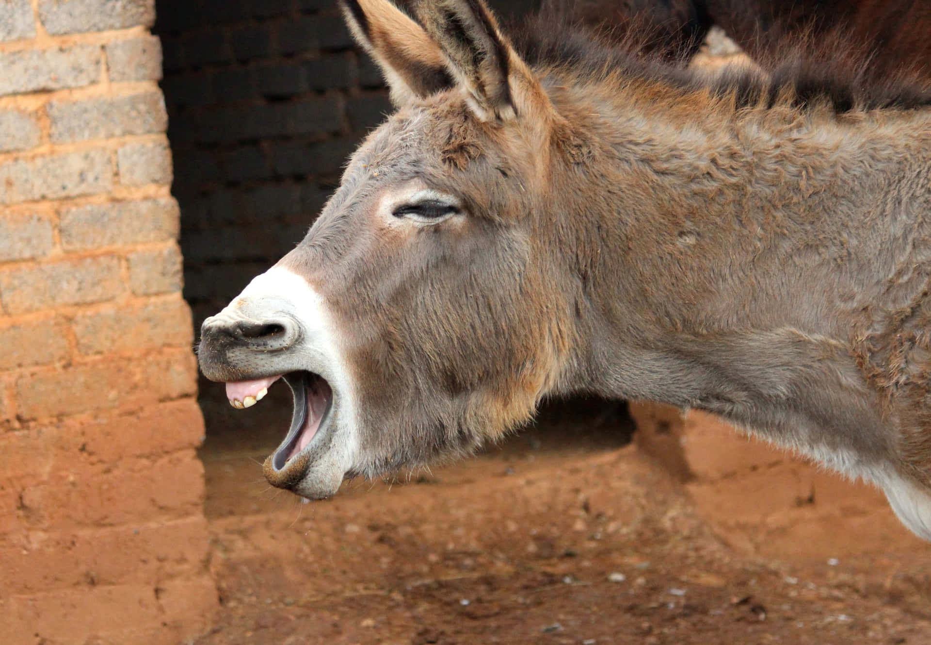 “Happily posing for the camera, this donkey is ready to get its moment of fame.”