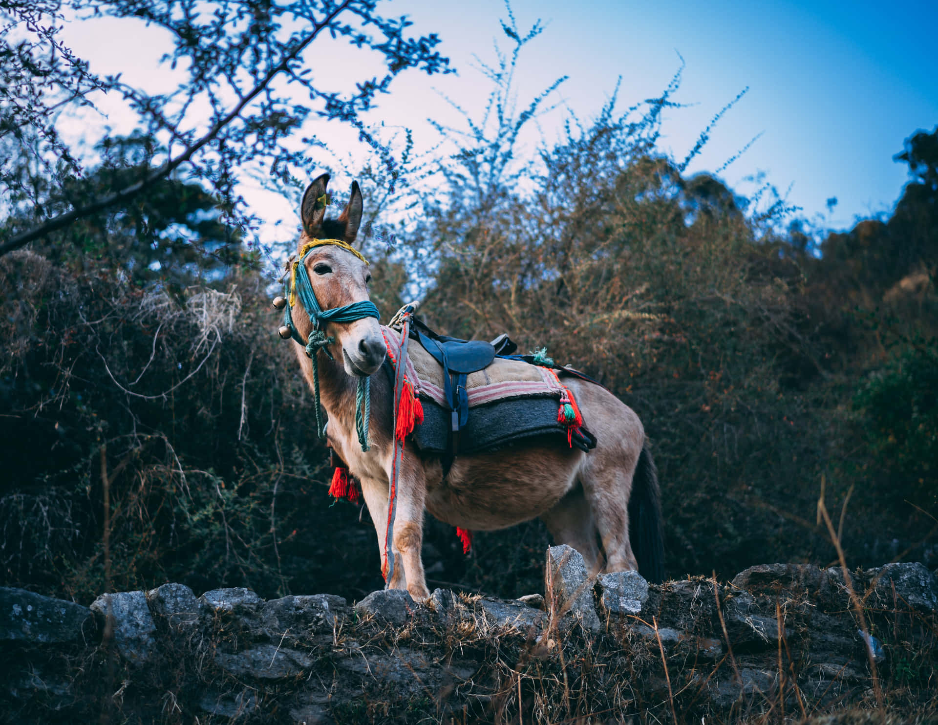 A Donkey Standing On A Stone Wall