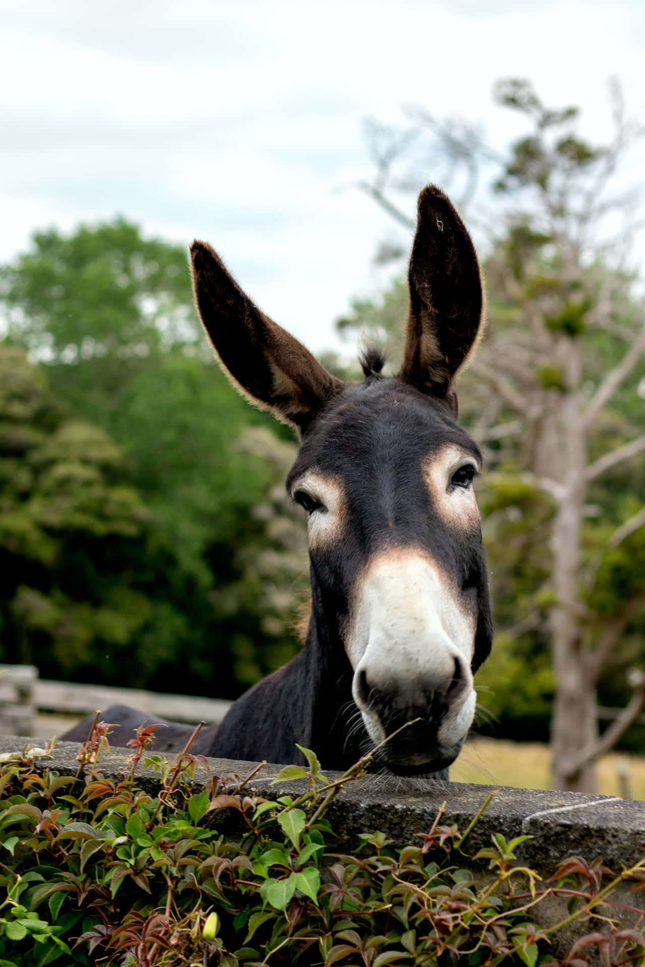 A portrait of an adorable donkey