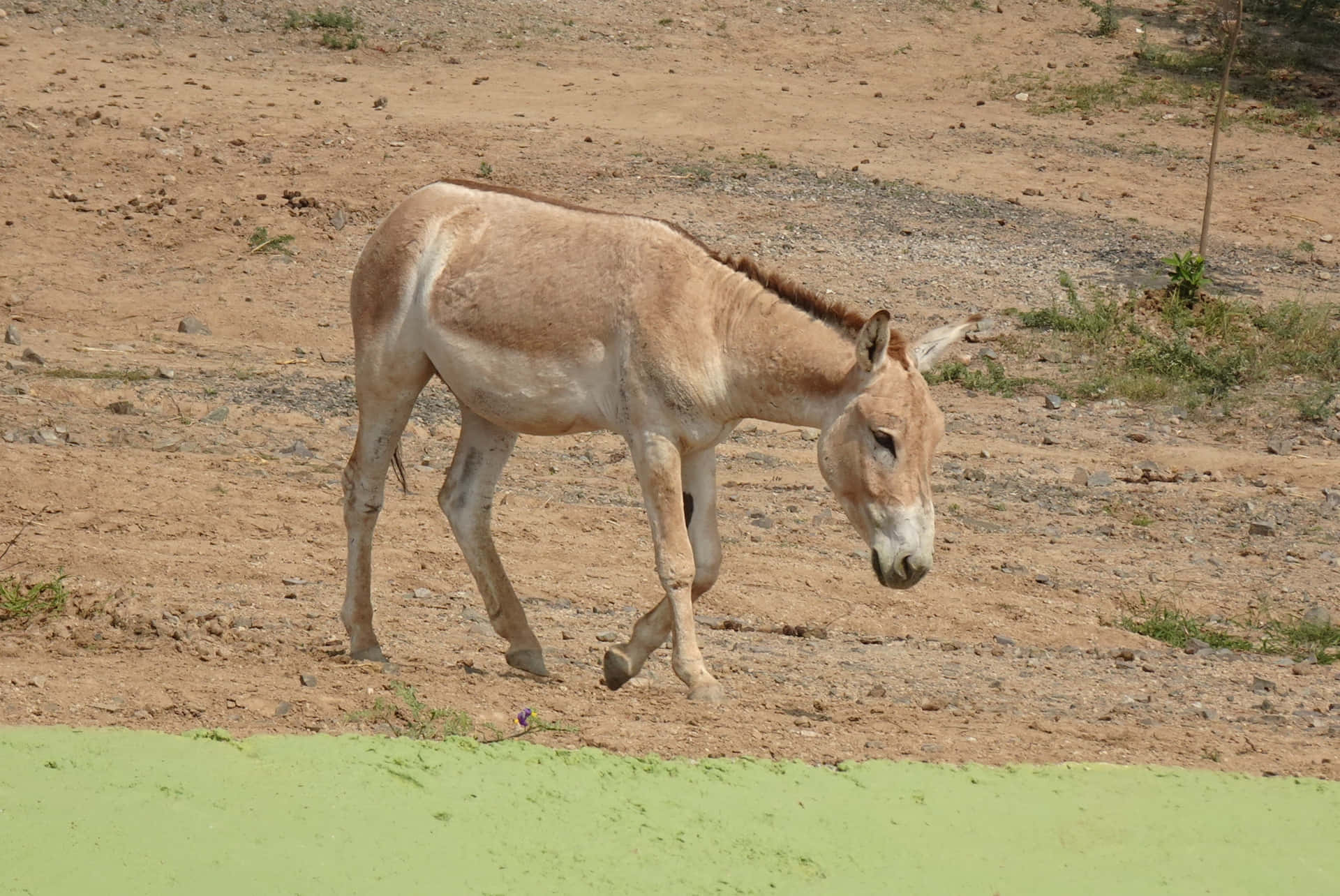 Donkey - A loving and noble animal