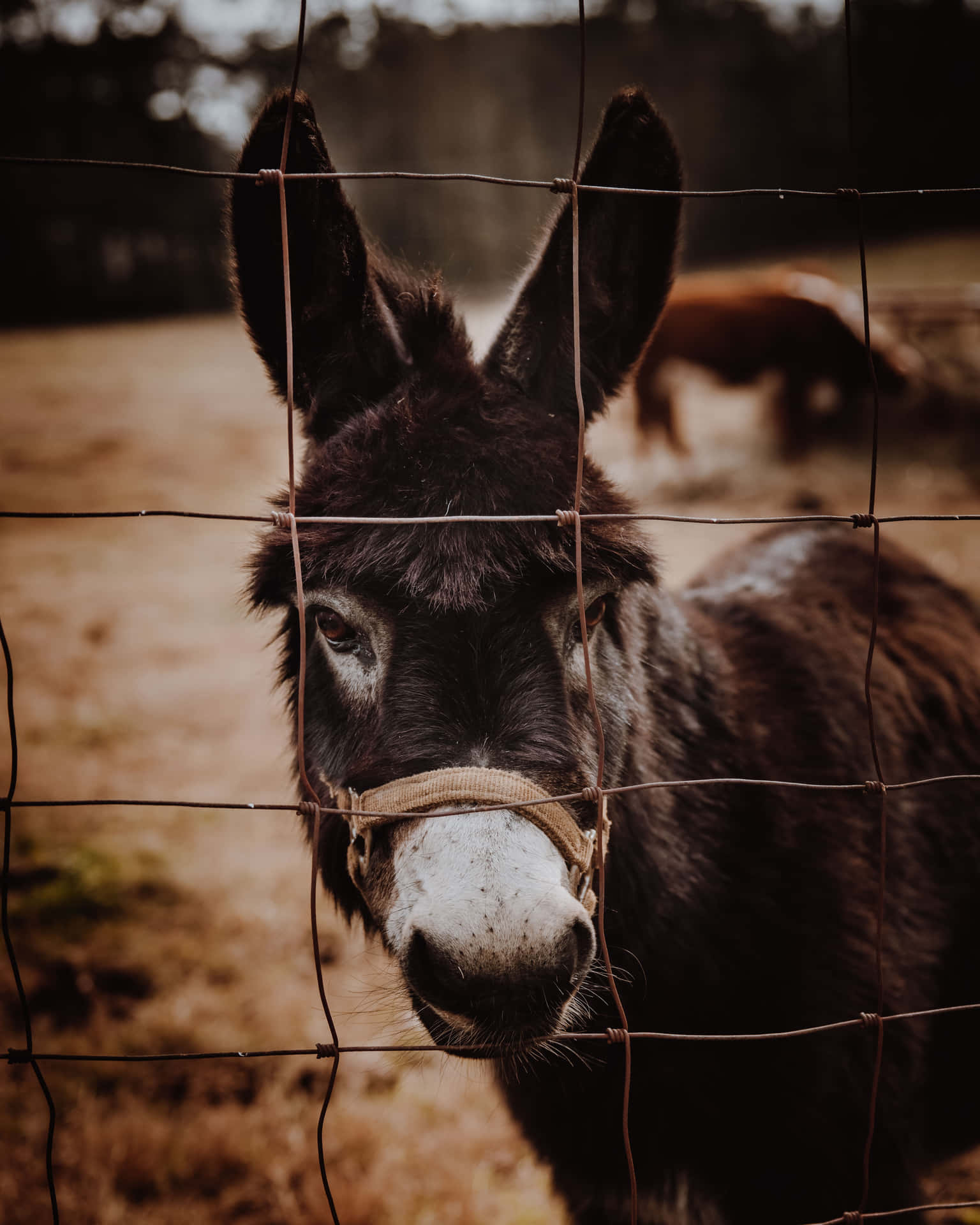 A Donkey Looking Through A Wire Fence