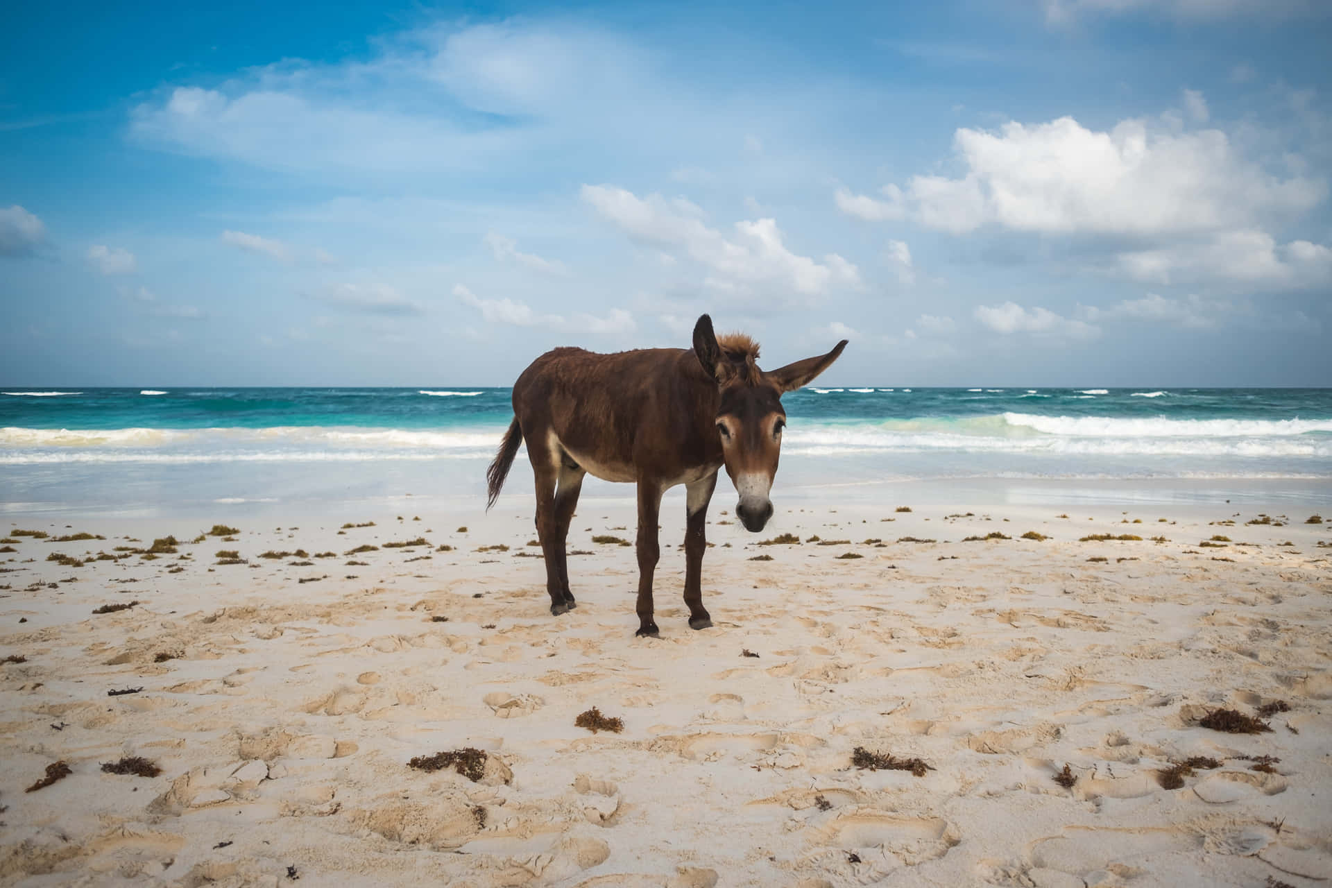 Donkey On The Beach In Mexico