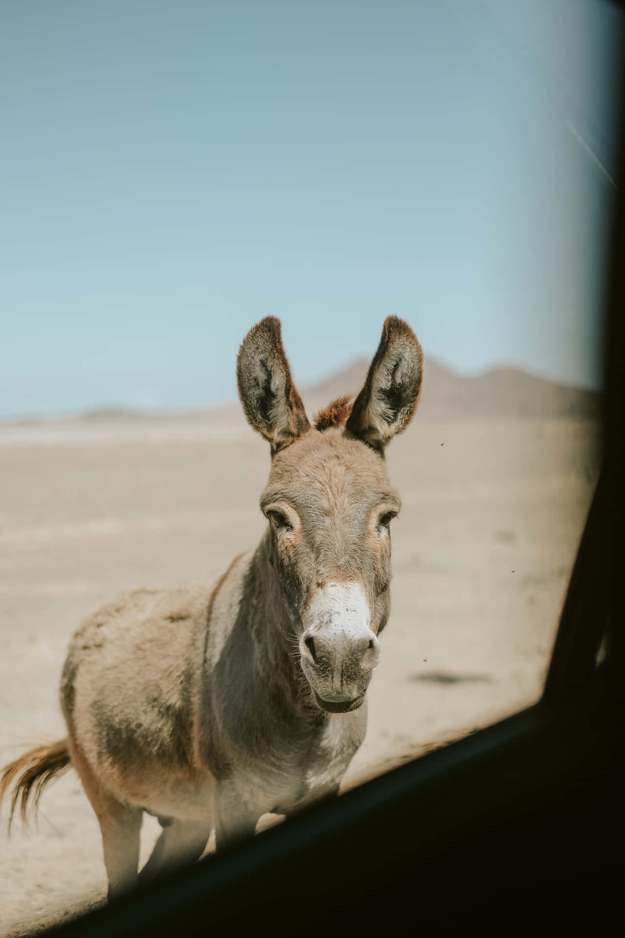 Donkey Background