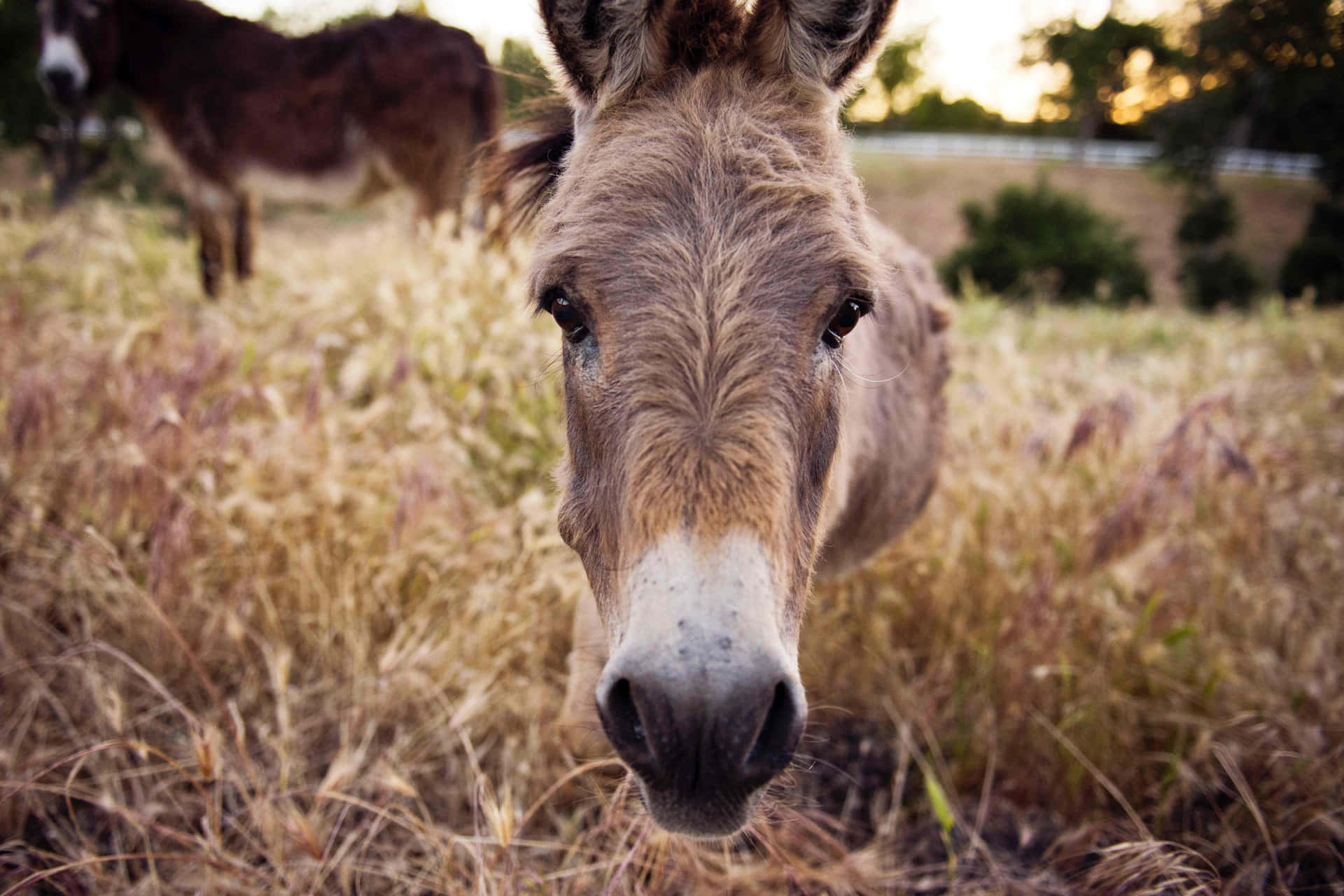Donkey Background