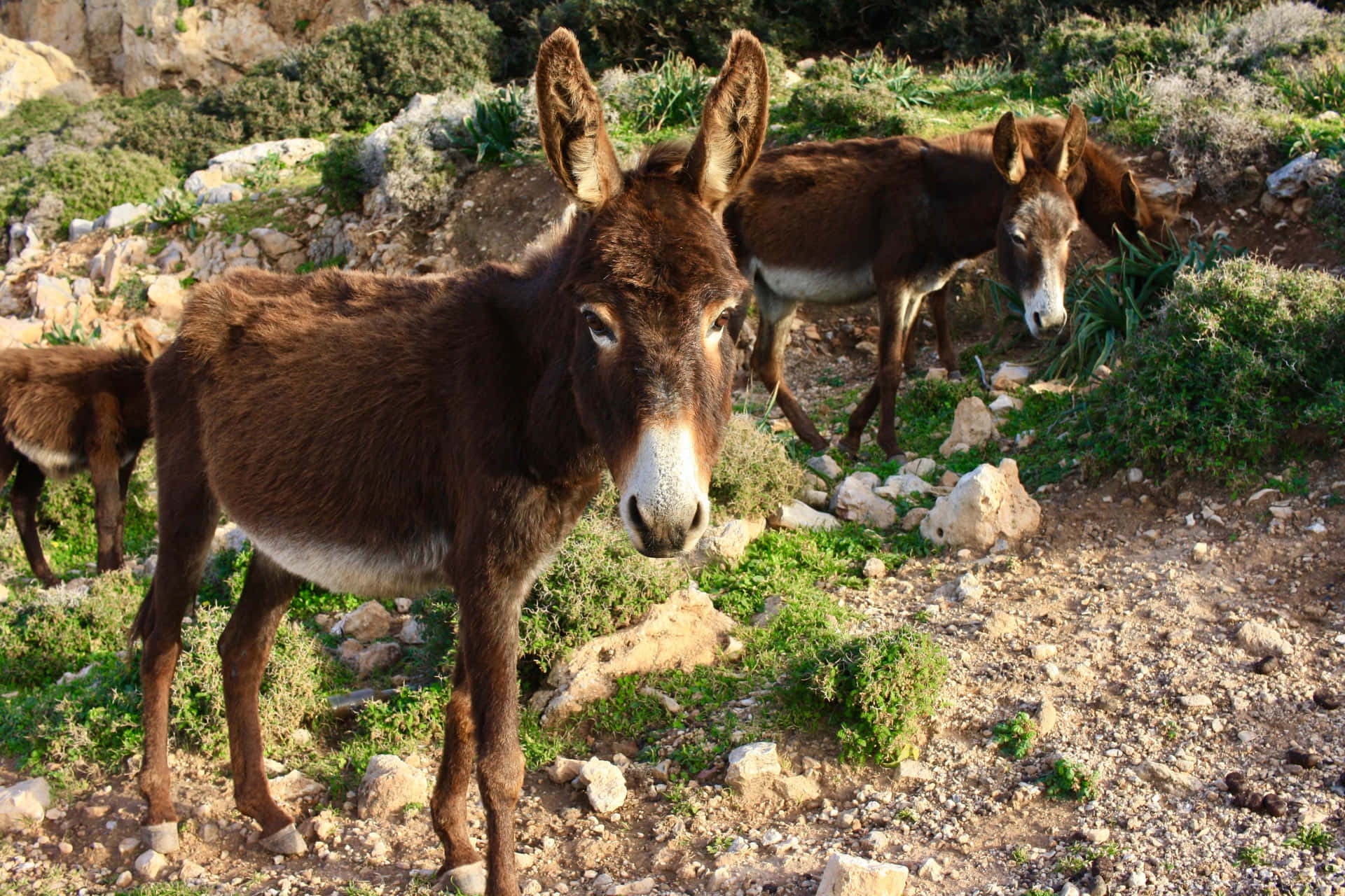 Donkey In Northern Cyprus Wallpaper