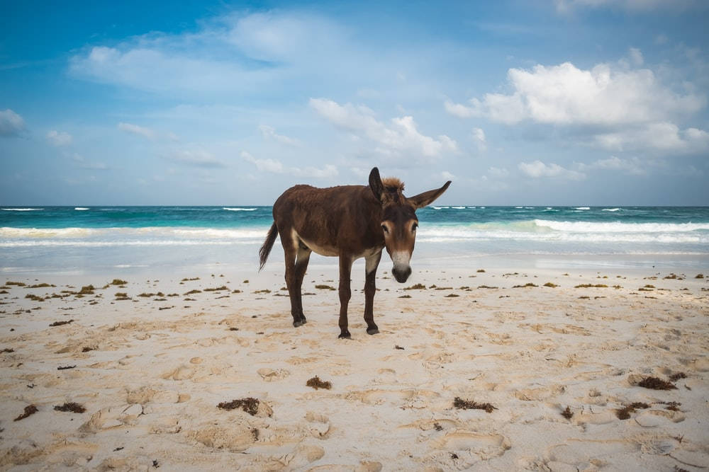Donkey On Beach Wallpaper