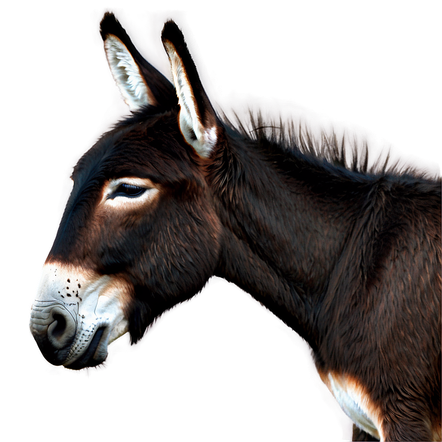 Download Donkey Outline Png 61 | Wallpapers.com