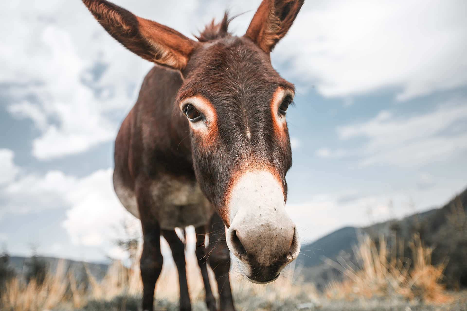 Donkey Pictures