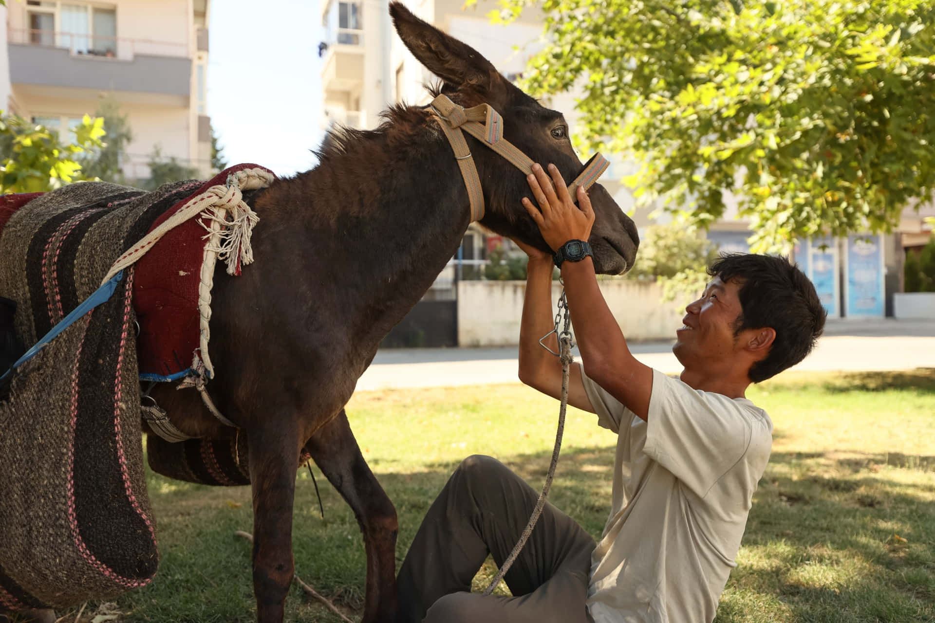 Donkey Pictures