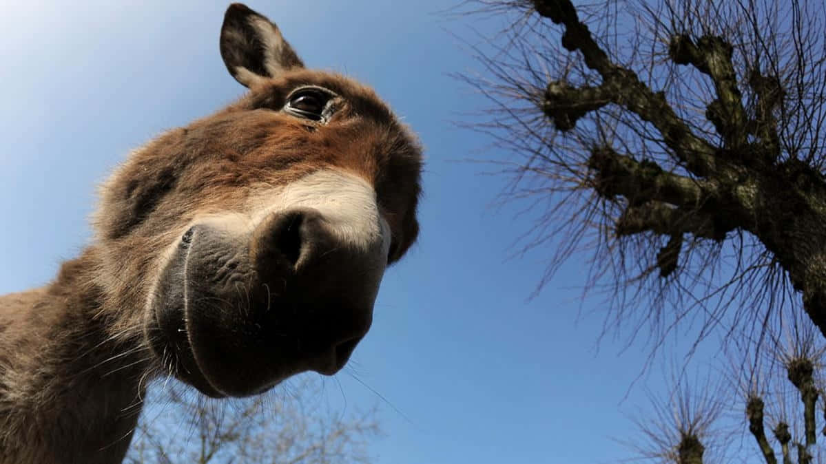 Donkey Pictures