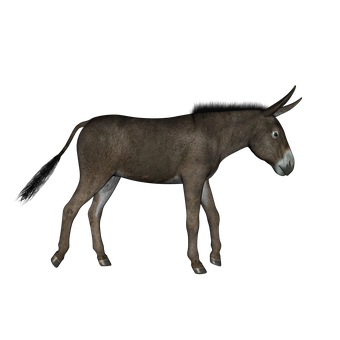 Donkeyin Darkness PNG