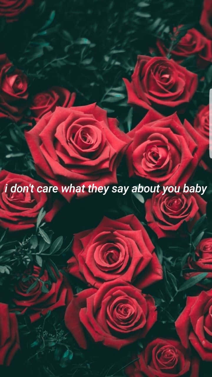 Red Roses I Don't Care Wallpaper