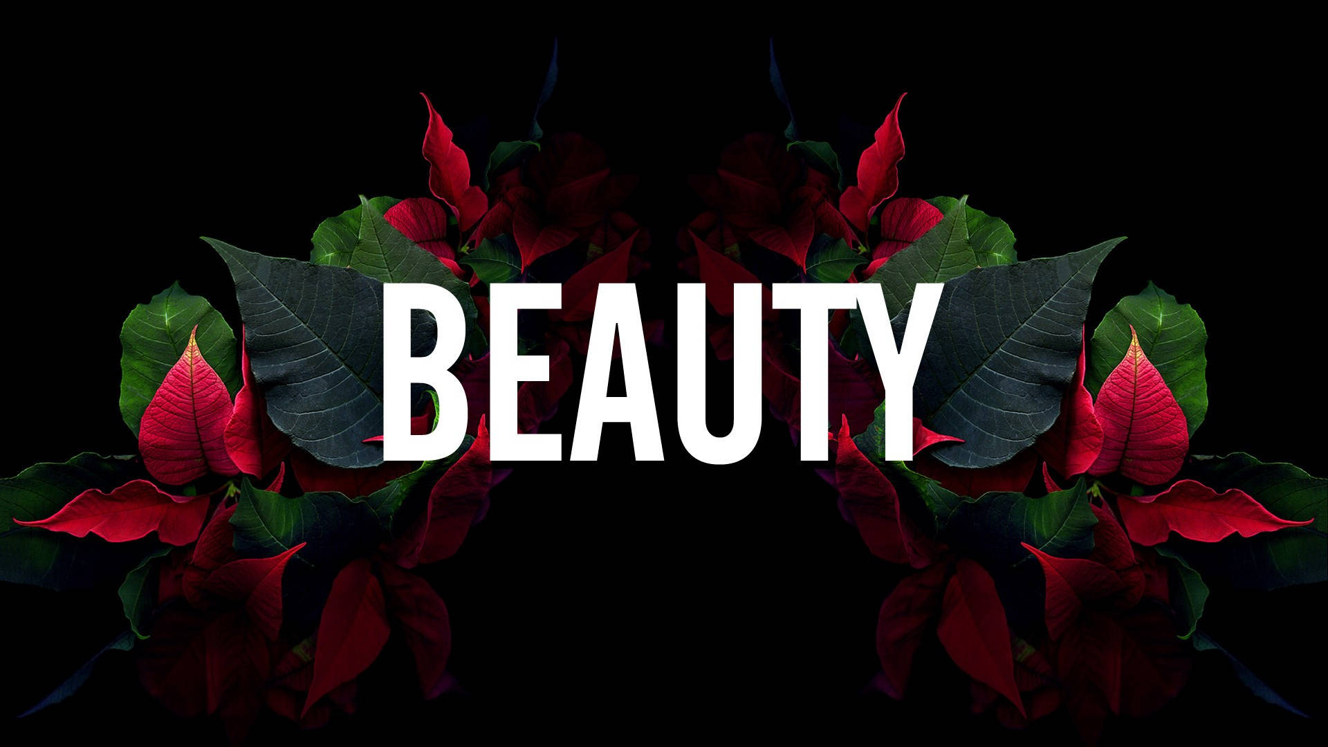 Beauty - A Black Background With Red Flowers Wallpaper