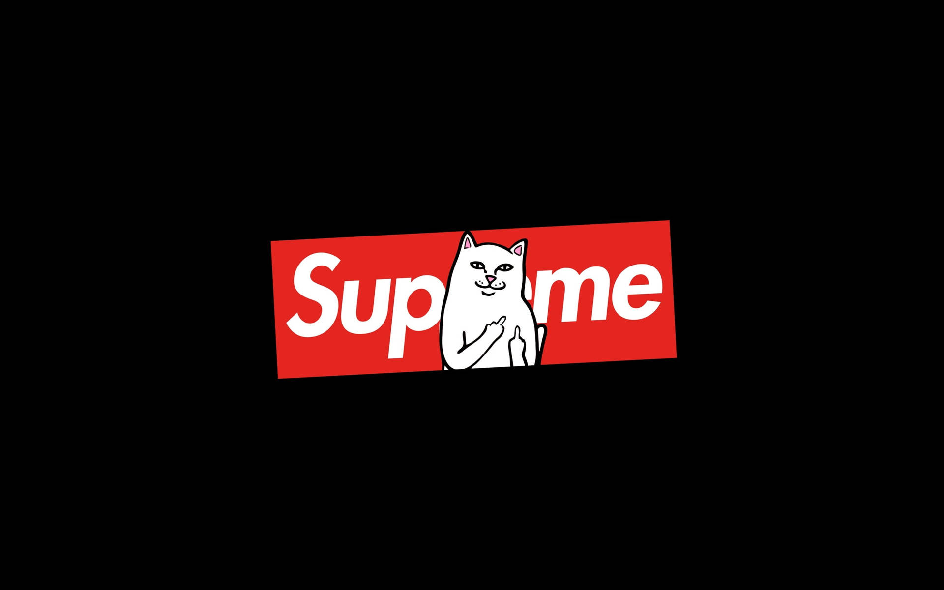 Dope Supreme Cat Meme Tapet: Tag en tur til Trendville med dette fede Supreme Cat Meme-tapet! Wallpaper