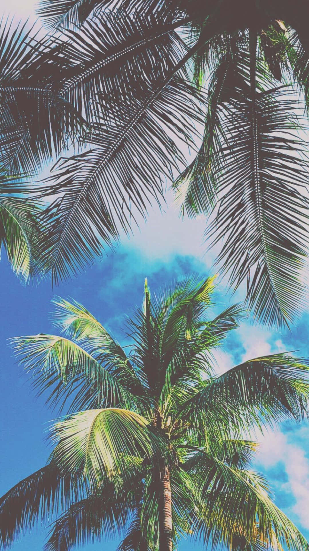 Palmetræer i himlen Wallpaper