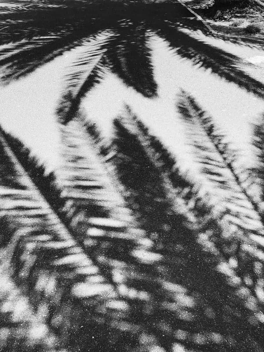 Einschwarz-weiß Foto Von Palmenblättern Auf Dem Boden Wallpaper