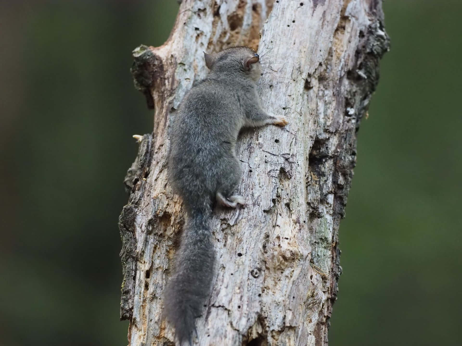 Download Dormouse Climbing Tree Wallpaper | Wallpapers.com