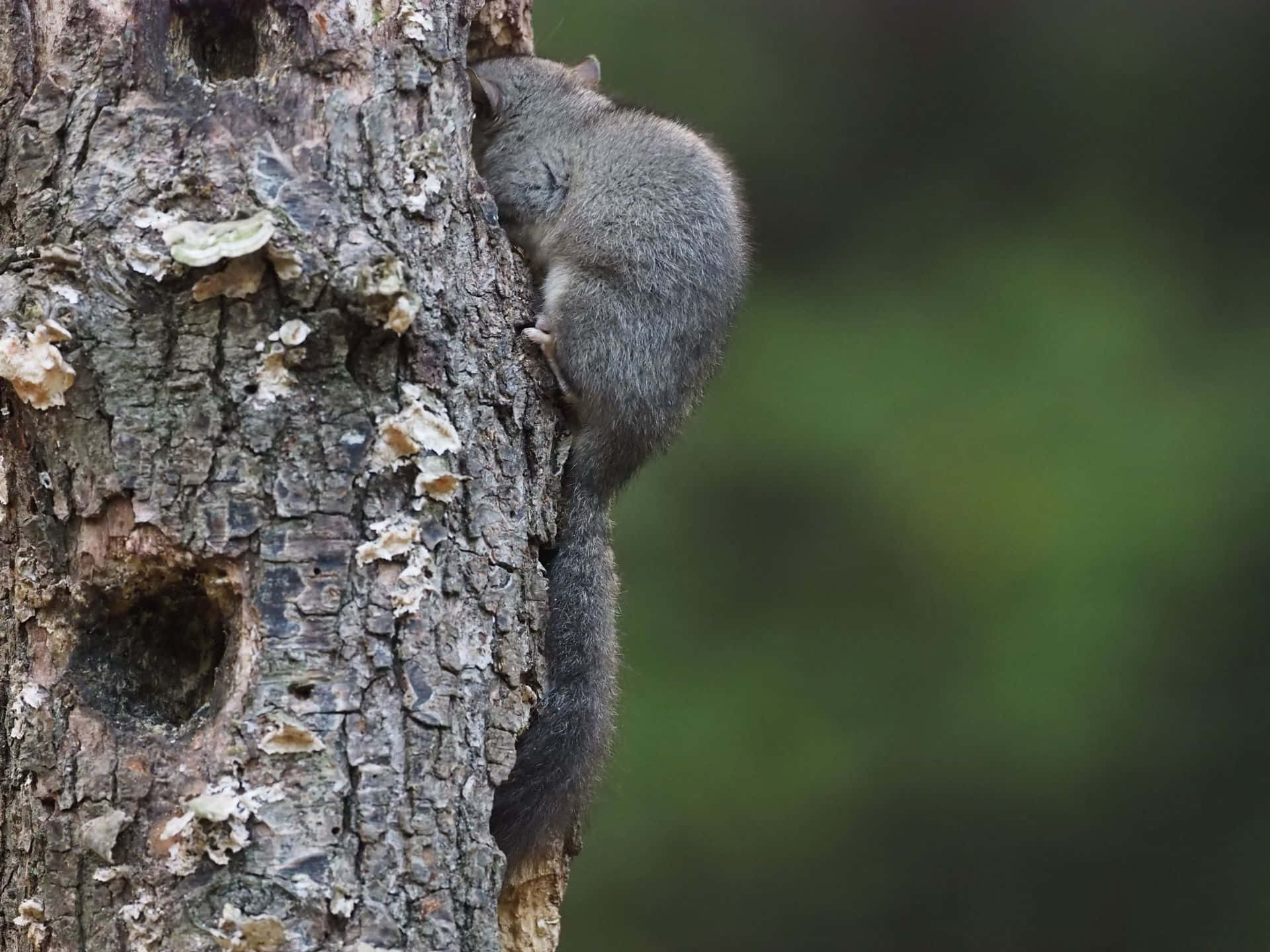 Dormouse Clinging To Tree Wallpaper