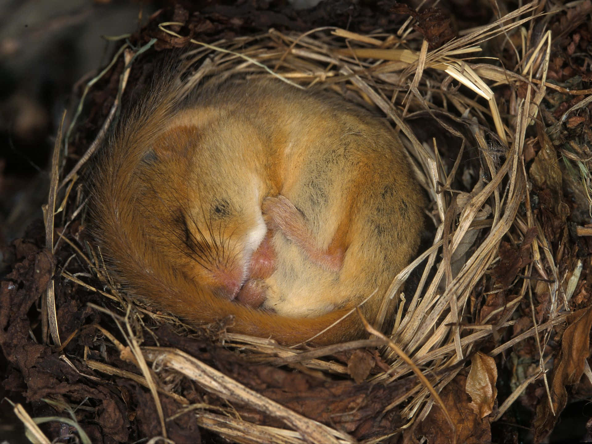 Dwerghamster Opgerold In Nest Achtergrond