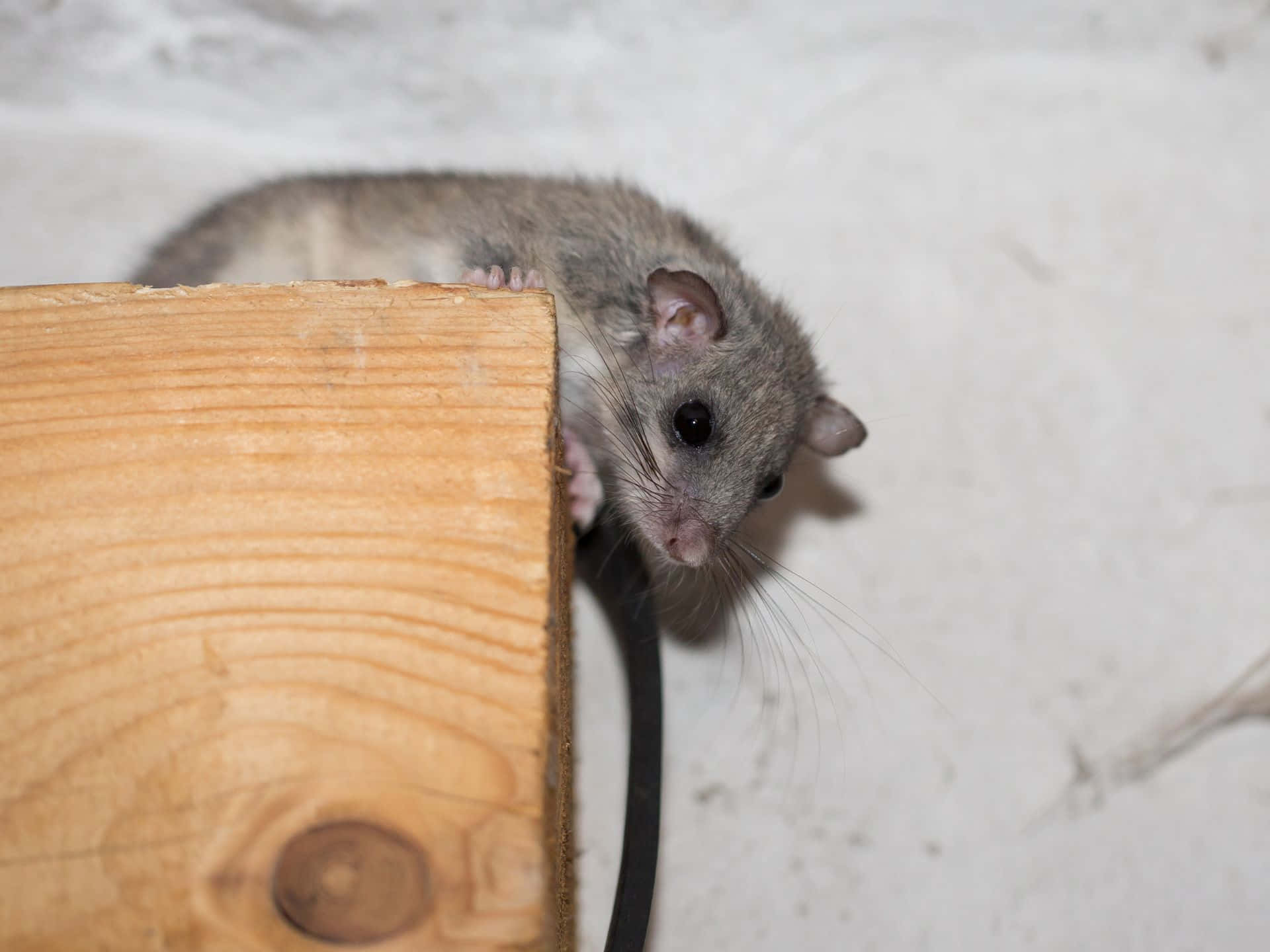 Dormouse Peeking From Wooden Block Wallpaper