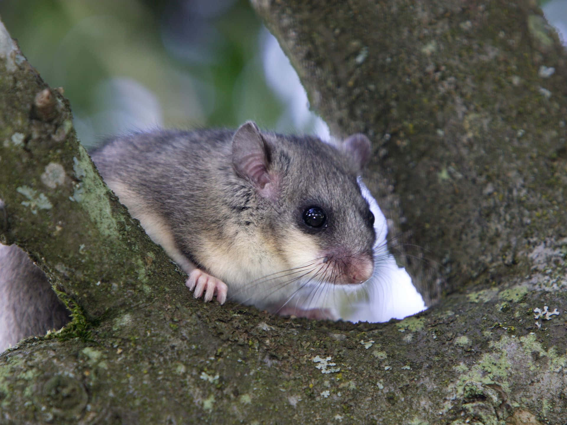 Dormousein Tree Closeup.jpg Wallpaper