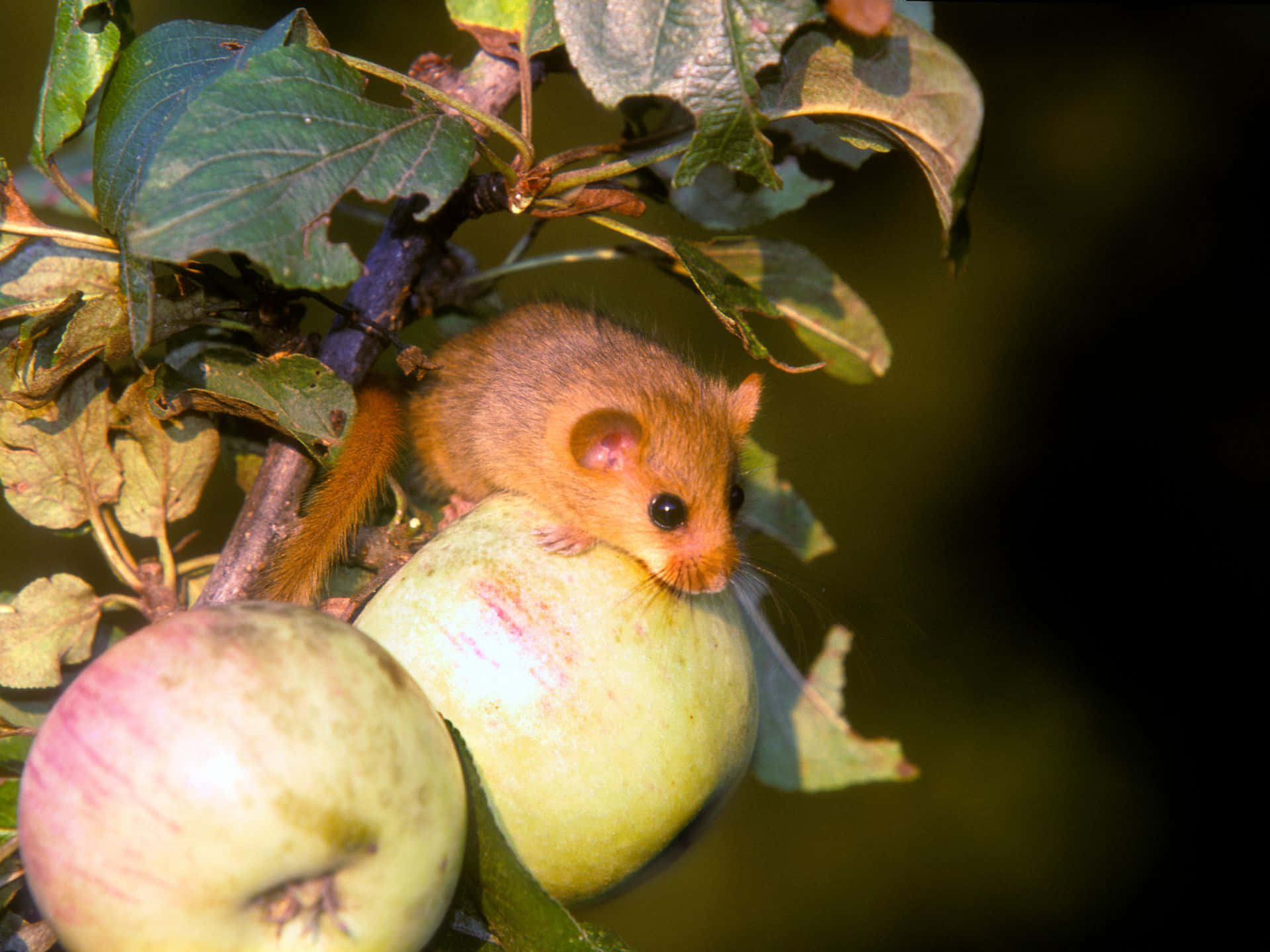 Dormouseon Apple Branch Wallpaper