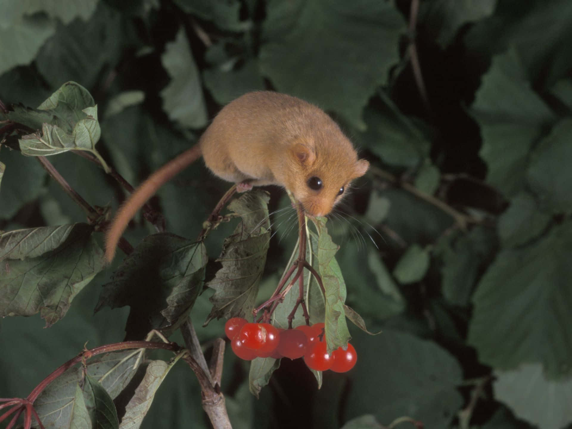 Dormouseon Branchwith Berries Wallpaper