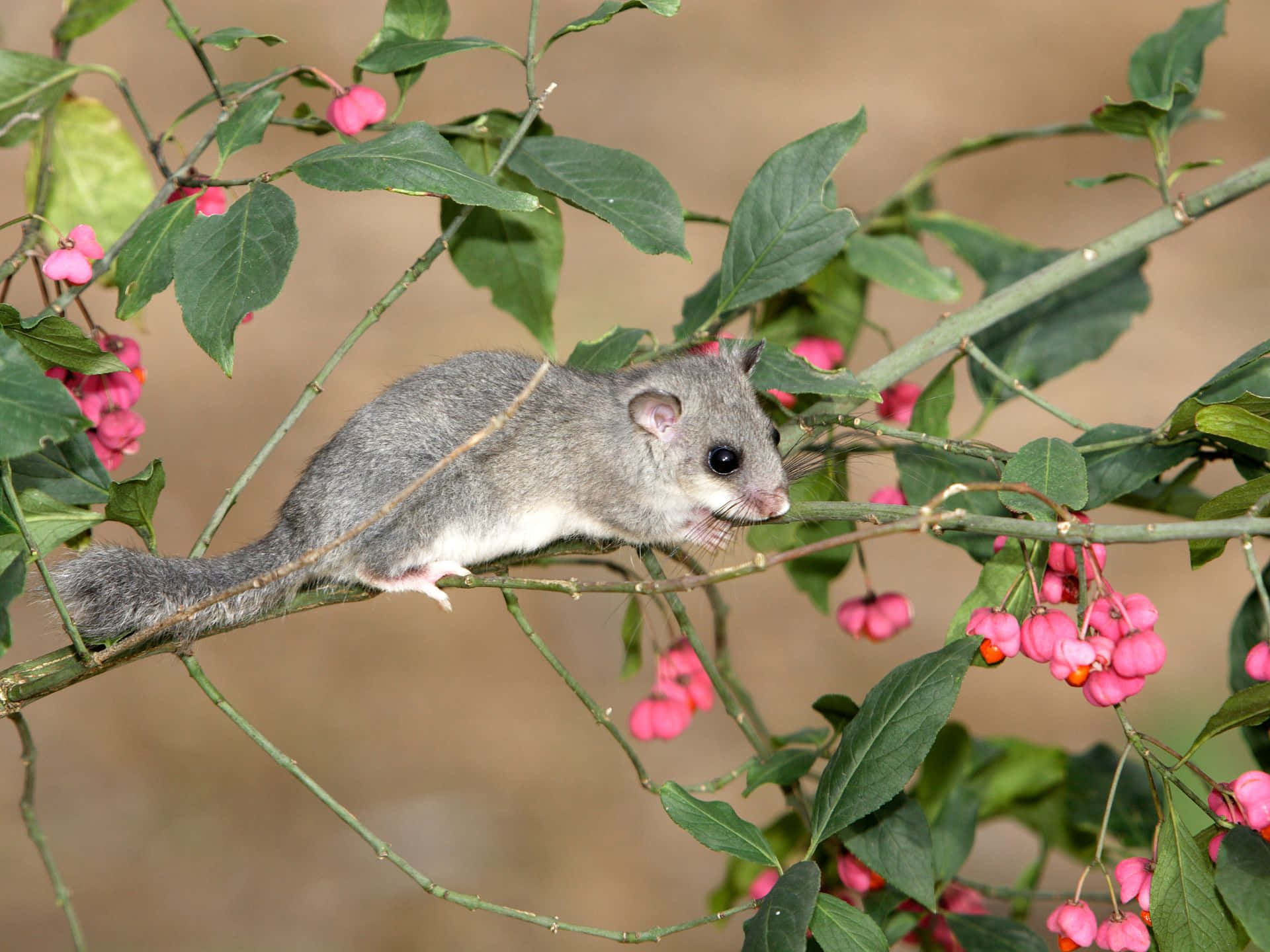 Dormouseon Flowering Branch Wallpaper