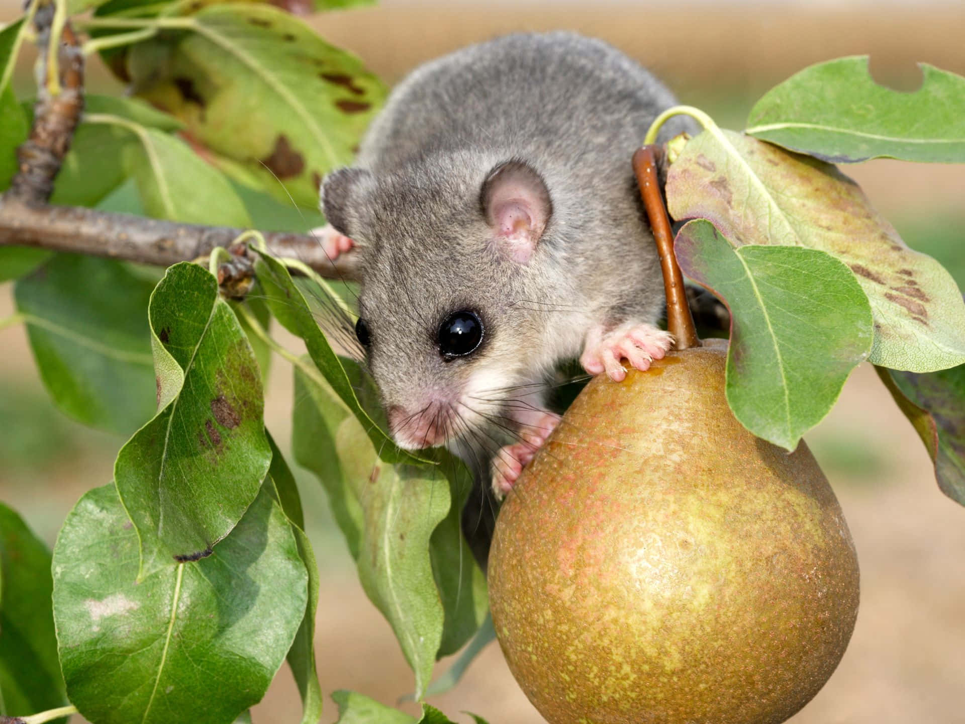 Dormouseon Pear Branch Wallpaper